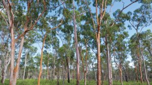 Pilliga